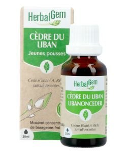 Cedar (Cedrus libani) bud BIO, 30 ml